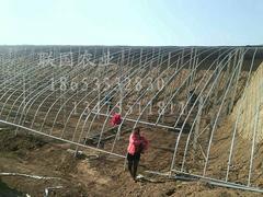 【土建溫室大棚建設(shè)_土建溫室大棚設(shè)計(jì)_土建溫室大棚承建】土建溫室大棚建設(shè)_土建溫室大棚設(shè)計(jì)_土建溫室大棚承建批發(fā)價(jià)格,廠家,圖片,淄博聯(lián)國(guó)農(nóng)業(yè)發(fā)展 -